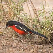 Black-headed Gonolek