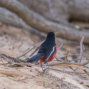 Black-headed Gonolek