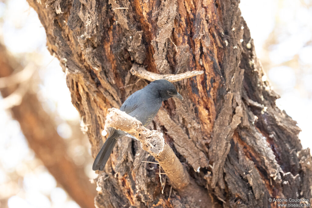 Gonolek ardoiséadulte