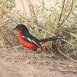 Gonolek rouge et noir