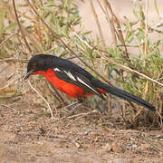 Gonolek rouge et noir
