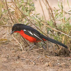 Gonolek rouge et noir