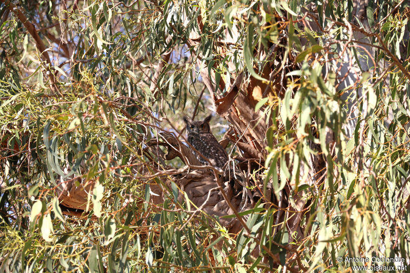 Spotted Eagle-Owladult, habitat