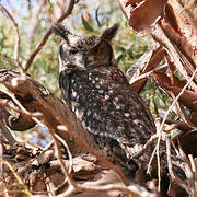 Spotted Eagle-Owl