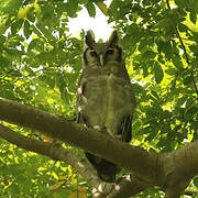 Verreaux's Eagle-Owl