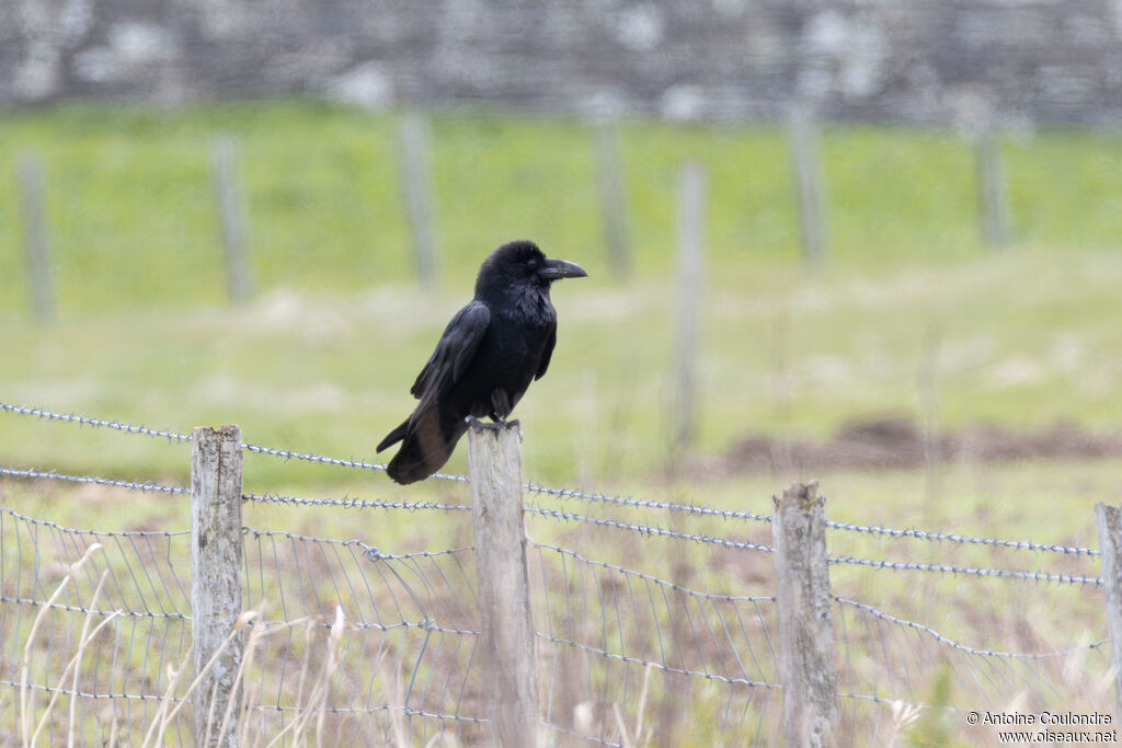 Grand Corbeau adulte, nuptial