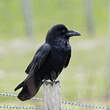 Grand Corbeau