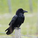Grand Corbeau