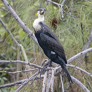 Great Cormorant