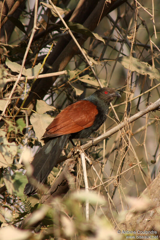 Greater Coucal, close-up portrait