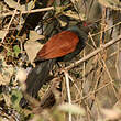 Grand Coucal