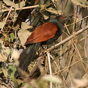 Greater Coucal