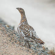 Western Capercaillie