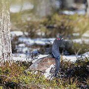Western Capercaillie