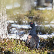Western Capercaillie