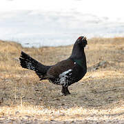 Western Capercaillie