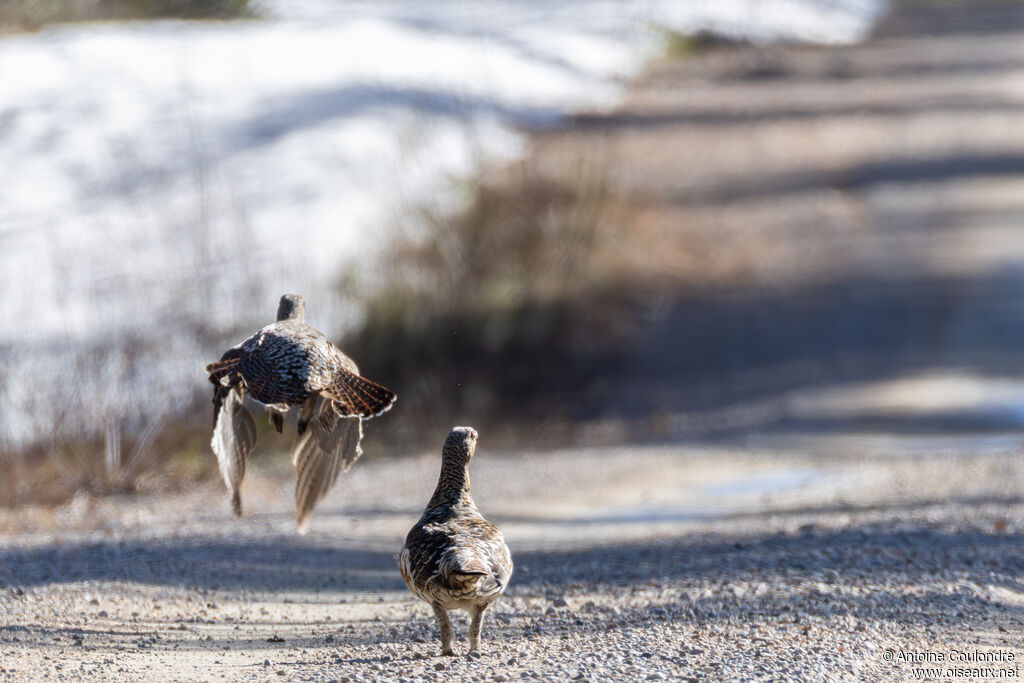 Grand Tétras femelle adulte nuptial