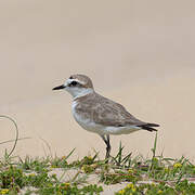 Kentish Plover