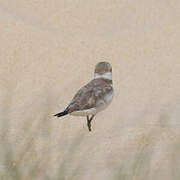 Kentish Plover