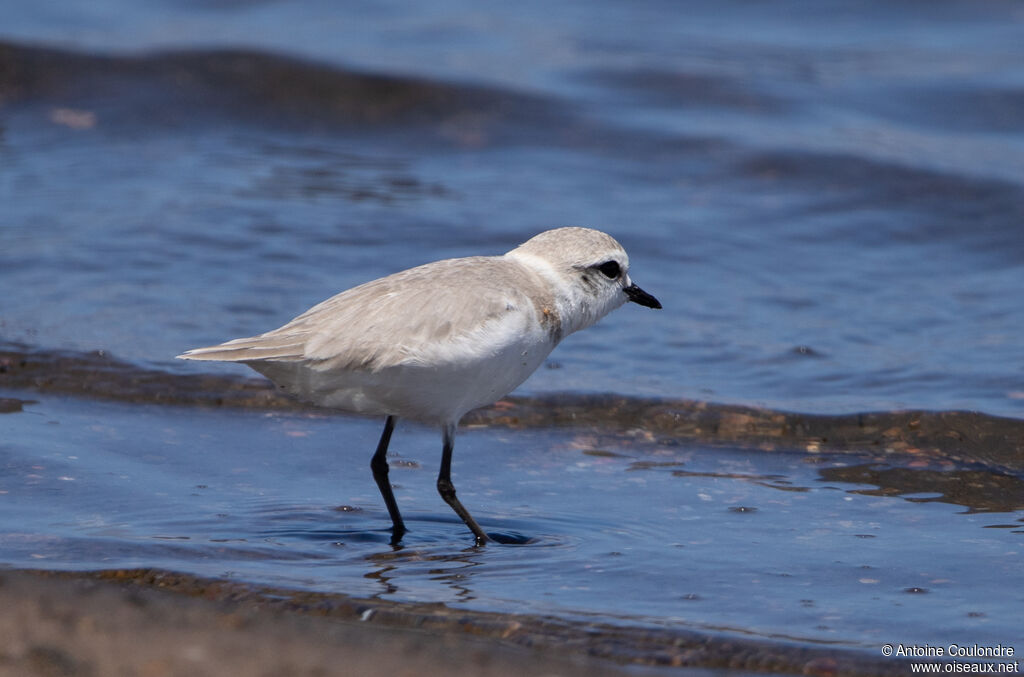 White-fronted Ploveradult post breeding