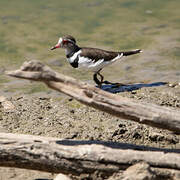 Three-banded Plover