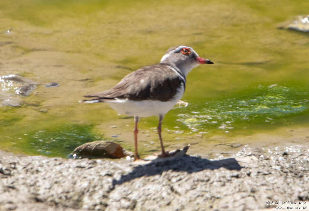 Three-banded Ploveradult