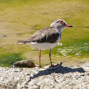 Three-banded Plover