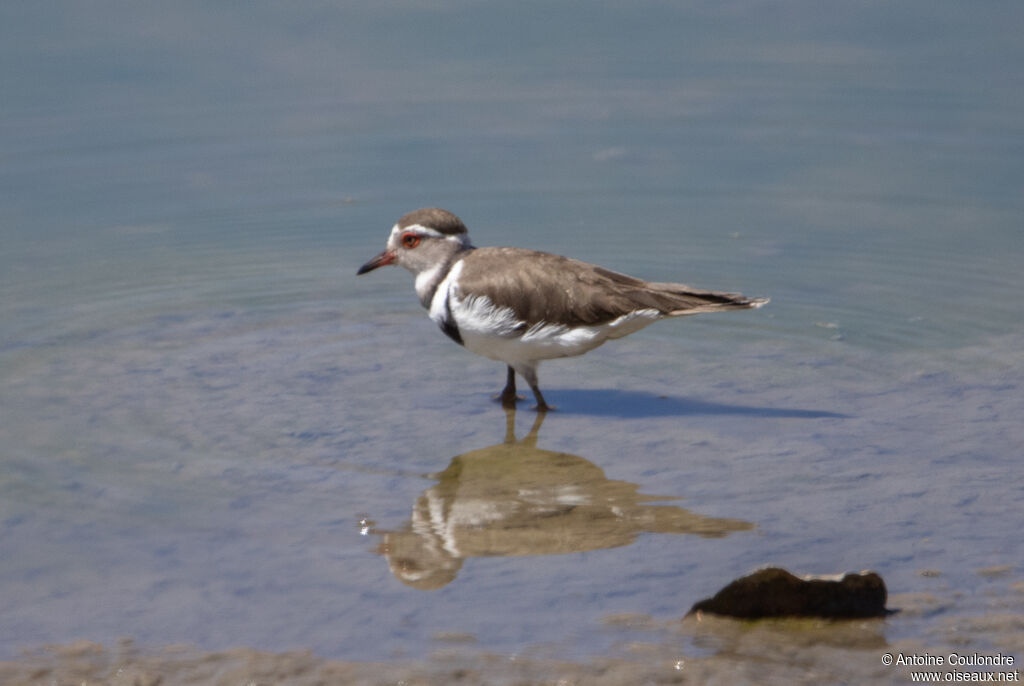 Three-banded Ploveradult