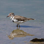 Three-banded Plover