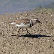 Three-banded Plover