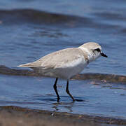 Chestnut-banded Plover