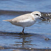 Chestnut-banded Plover