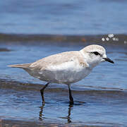 Chestnut-banded Plover