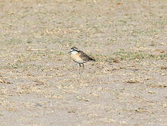 Kittlitz's Plover