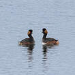 Grèbe à cou noir