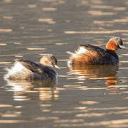 Little Grebe