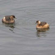 Little Grebe