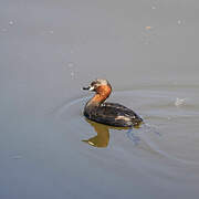 Little Grebe