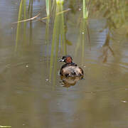 Little Grebe