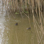 Little Grebe