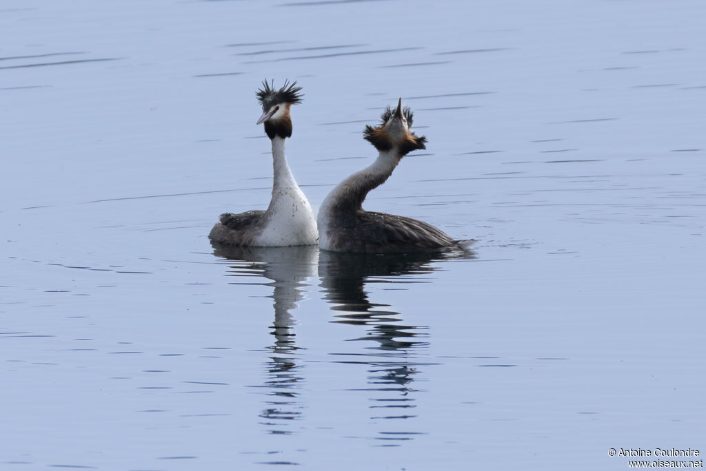 Grèbe huppé