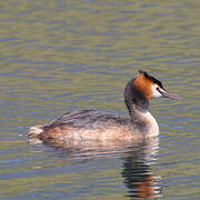Great Crested Grebe
