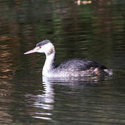 Great Crested Grebe