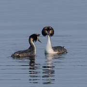 Great Crested Grebe