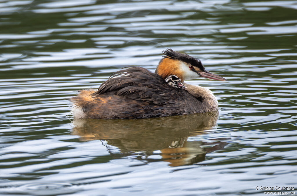 Great Crested GrebePoussin