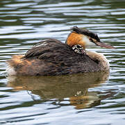 Great Crested Grebe
