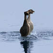 Grèbe huppé