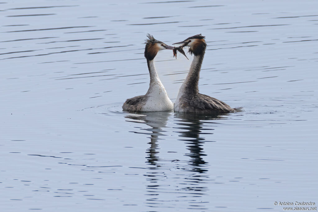 Grèbe huppé