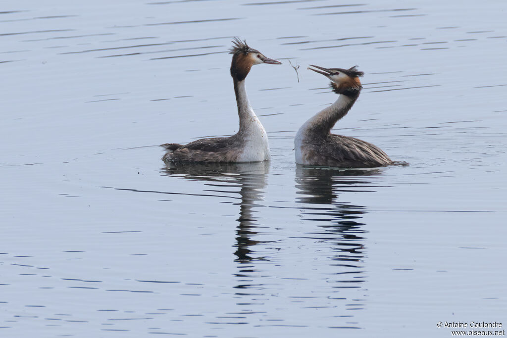 Grèbe huppé