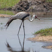 Wattled Crane